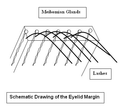 eyelid oil glands